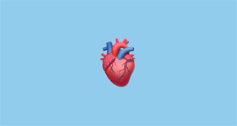 🫀 Coração Humano Emoji On Apple Ios 146