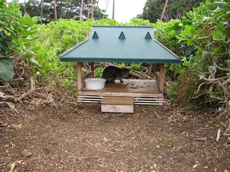 Featured items newest items bestselling alphabetical: Feral Cats House | Flickr - Photo Sharing!