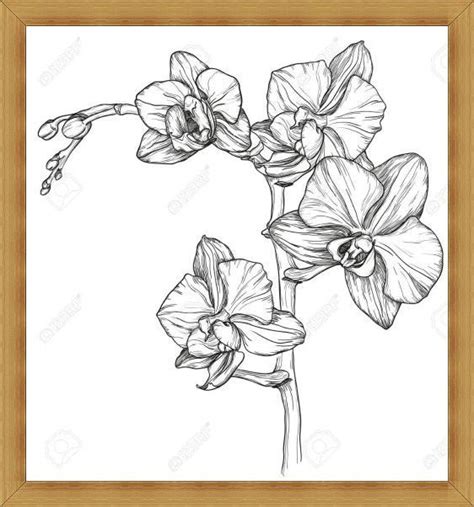 Detail Contoh Gambar Sketsa Bunga Anggrek Koleksi Nomer 55