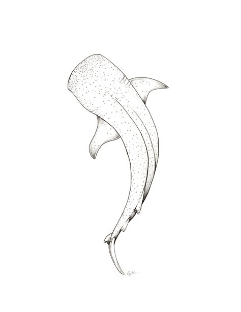 Hale Shark Drawing Minimal Animal Illustration Shark Tattoo Whale