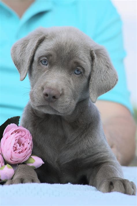 Curious how the silver labrador gets its coat color? Labrador Retriever Puppies For Sale | Punta Gorda, FL #326703