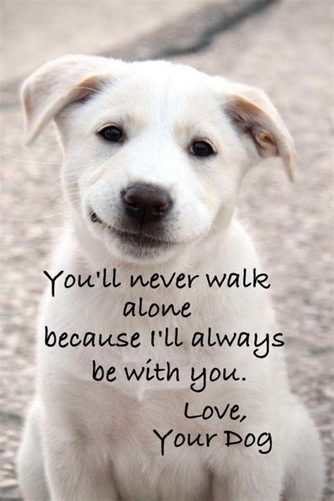 Funny Dog Quotes Lover Quotesgram