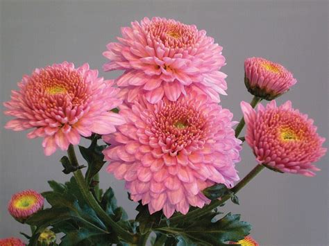 Minstreel Pinkwoolmans Chrysanthemums