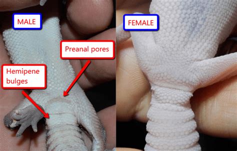 How To Tell If An African Fat Tailed Gecko Is Male Or Female