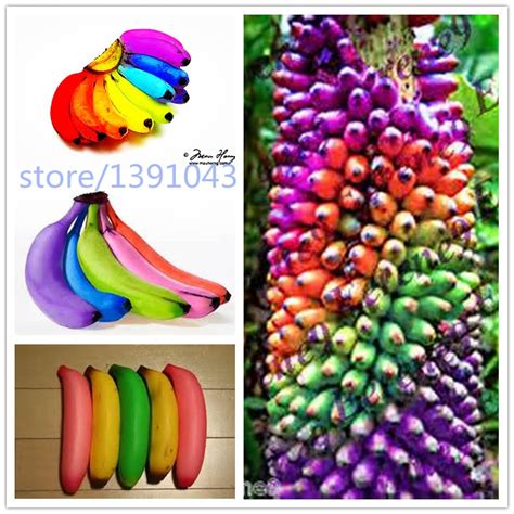 200pcs Rainbow Banana Tree Seeds Tree Seeds Bonsai Fruit Seeds Non Gmo