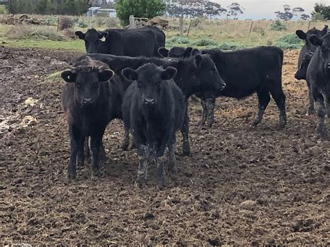 The Herd Online 100 Angus Mixed Sex Calves For Sale
