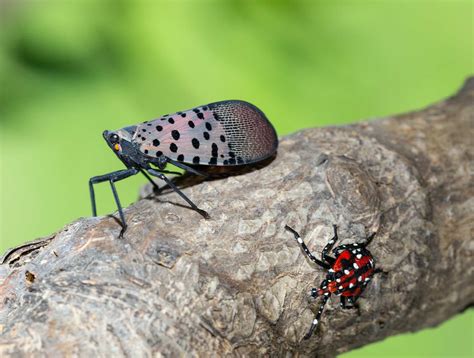 The Invasive Spotted Lanternfly Is Spreading Across The Eastern Us