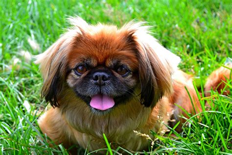 Best Dog Food For An Overweight Pekingese Spot And Tango