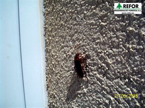 Control Plaga Cucarachas Periplaneta Americana Blattel Flickr
