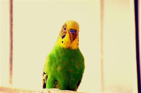 Male Parakeet Free Stock Photo Public Domain Pictures