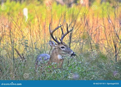 Young Buck Stock Photo Image Of Eating Whitetail Southfloirda 66210118