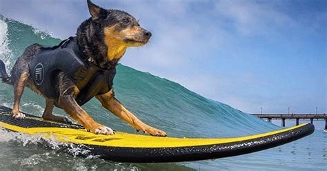 Cowabunga Surf Dogs Hit The Waves For World Championships