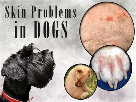 Common Causes Of Skin Problems In Dogs Dr Jennifer Creed