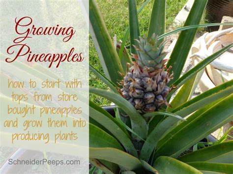 Growing Pineapples From Store Bought Tops Schneiderpeeps Pineapple