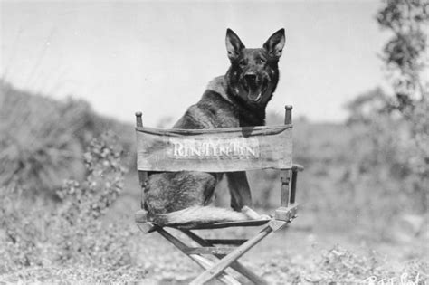 Dog Actors That Made More Money Than Humans Readers Digest