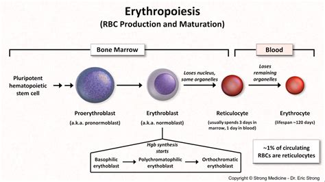 Erythropoiesis Rbc Production And Maturation Pluripotent Grepmed