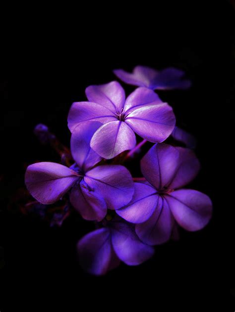 Dark Purple Flower Wallpapers Top Free Dark Purple Flower Backgrounds