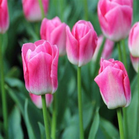 Tulipa Dynasty Buy Plants At Coolplants
