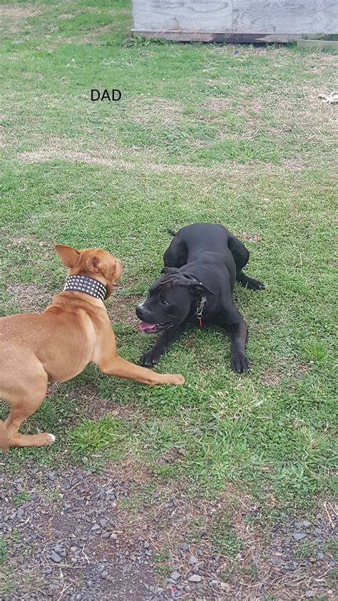 Staffy X Red Nose Pitt Bull For Sale Adoption From Thames Waikato