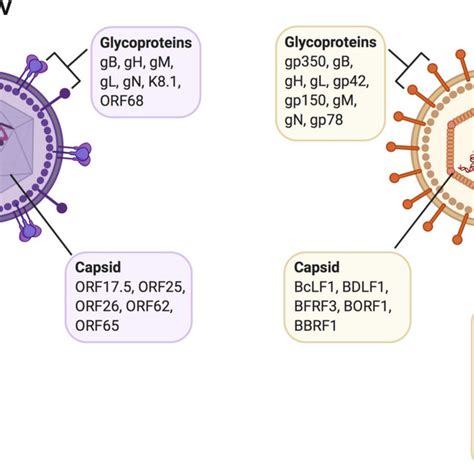 Virion Associated Proteins Of Kshv And Ebv Viral Proteins Include