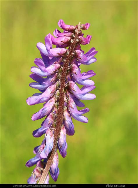 Vesce De Cracovie Vicia Cracca Fleur De La Famille Des Fabaceae