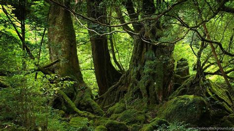 Top Forest Wallpapers Hd 1080p Images For Pinterest