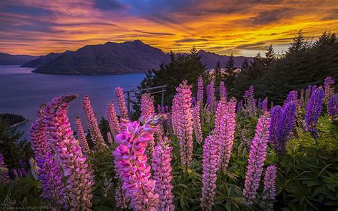 Hd Wallpaper Colorful Flowers Lupins Lake Tekapo Mountains Sky With