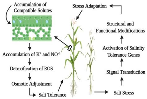 Salt Stress On Plant Growth Encyclopedia Mdpi