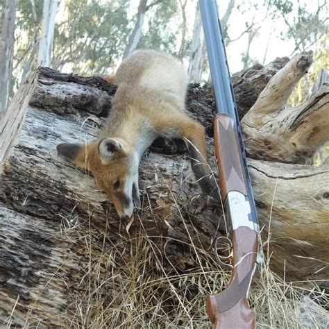 Fluffy Fox And Feral Cat Campaigns Not A Hoax Sporting Shooters