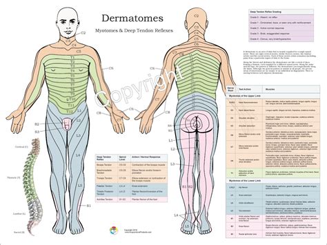 Dermatomes Myotomes And DTR Poster 18 X 24 Custom Designed