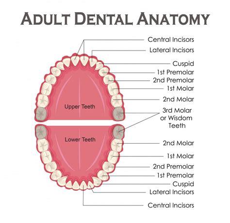 Blog Novi Mi Oakland Oral Surgery And Dental Implant Center