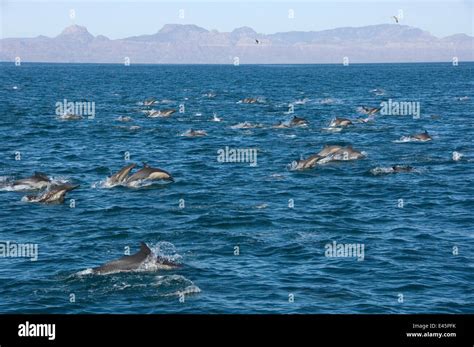 Large Group Of Common Dolphin Delphinus Delphis Surfacing Loreto
