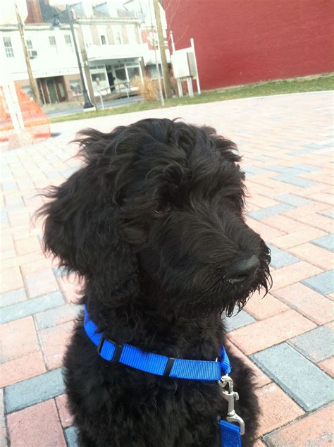 Giant Schnoodle Pup Schnoodle Animals Beautiful Doggy