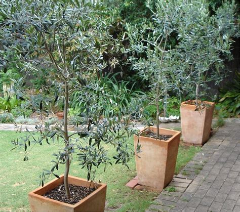 Olea Europa Large Mediterranean Olive Tree Circa 150 200cms Tall