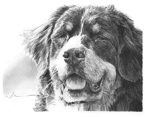 Bernese Mountain Dog Pencil Portrait Drawing By Mike Theuer Dog Artwork