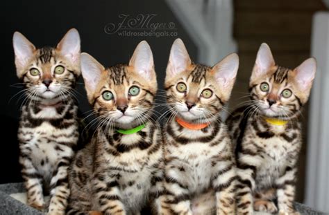 Adopting a cat from bengal rescue or a shelter. Bengal Info
