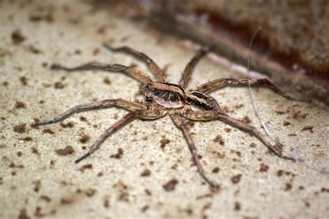 Aranha Perna Fina Preta