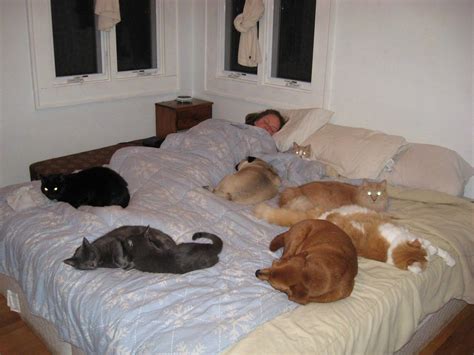 17 Adorable Photos Of Pets Sleeping In Bed With Their Humans Sleeping