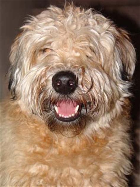 Soft coated wheaten terriers are thought to be one of the ancestors of the kerry blue terrier. Wordless/Wordful Wednesday - Elvis Gets a Shave | Stacy ...