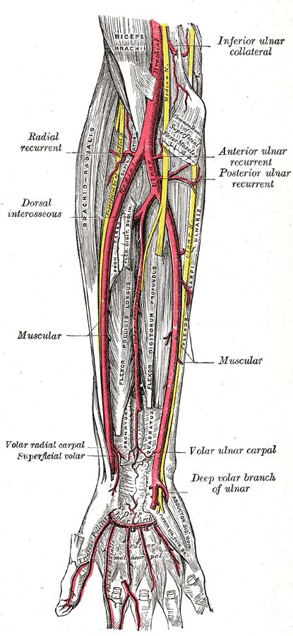 Ulnar Artery Howmed