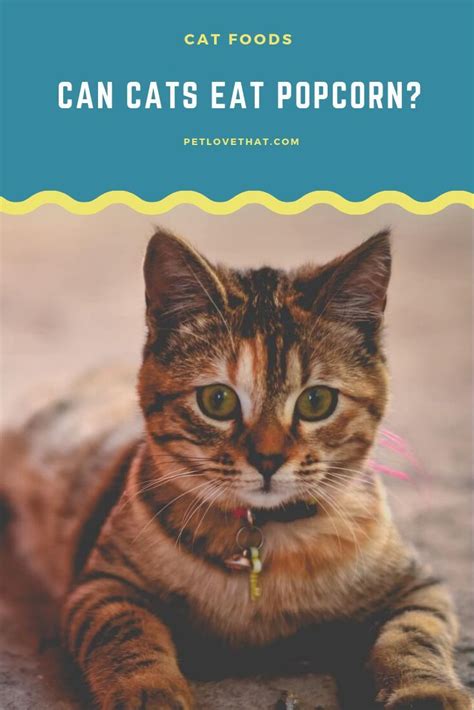 In particular, cats can also eat tuna if they're feeling unwell, for. Can Cats Eat Popcorn? | Cats, Cat crying, Cat love