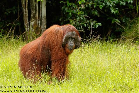 Orangutan Crestedblackmacaque Tarsier Long Tailed