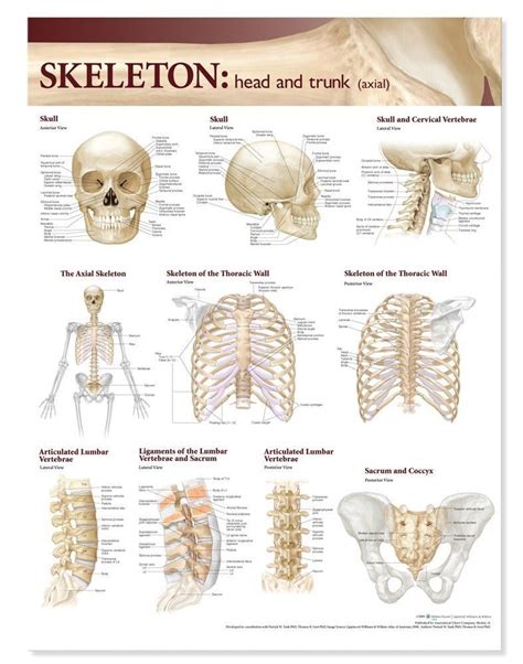 Axial Skeleton Skeletal System Medical Anatomy Body Anatomy