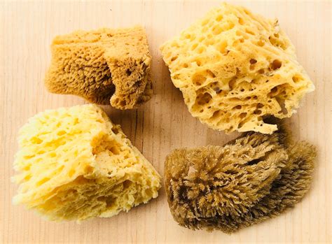 Silk Bath Cut Sponges 4 51 Piece Natural Sea Sponges Deep Etsy