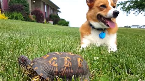 Corgi Gets Surprised By A Sneaky Little Tortoise