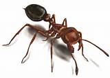Images of Types Of Fire Ants