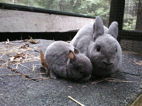 Rabbit Genetics And Musings Cheat Sheet Understanding The Dwarfism