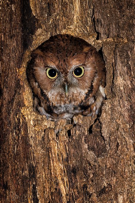 Photographing The Eastern Screech Owl Ed Erkes Nature Photography