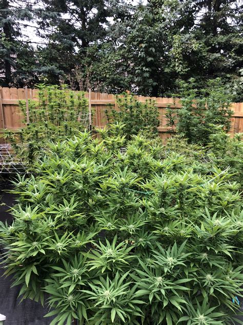 West Michigan Outdoor Grow | Grasscity Forums - The #1 Marijuana ...