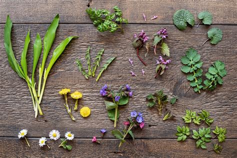 25 Edible Wild Plants To Forage For In Early Spring